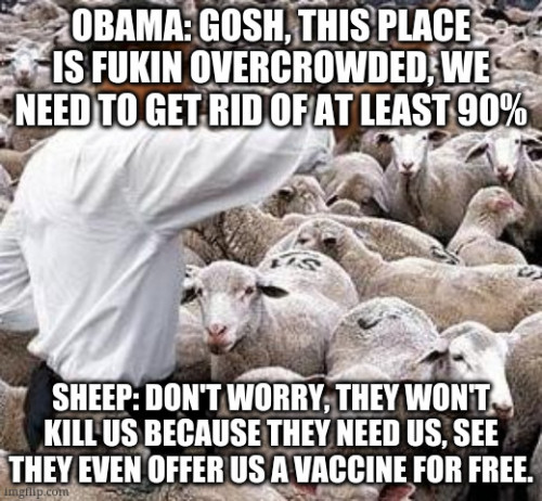 Sheep vs government