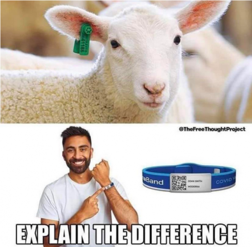 Tagging a sheep whats the difference