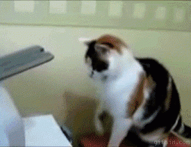 Cat vs printer