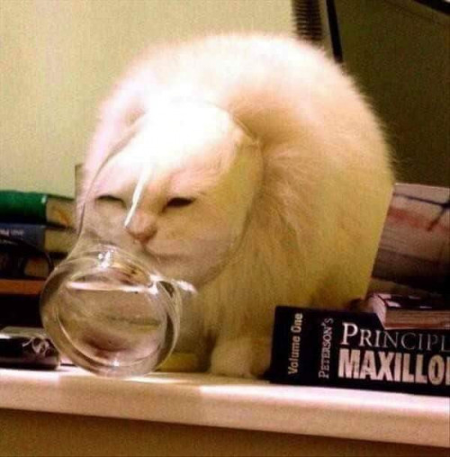 Cat stuck in bottle