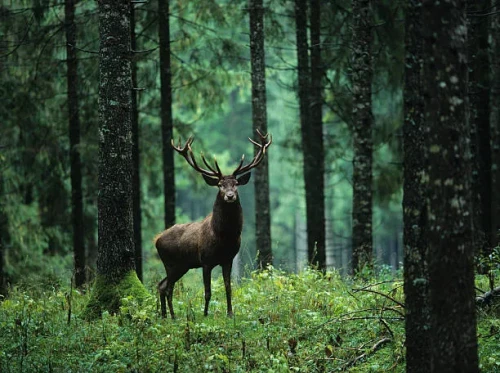 Elk found in the forest